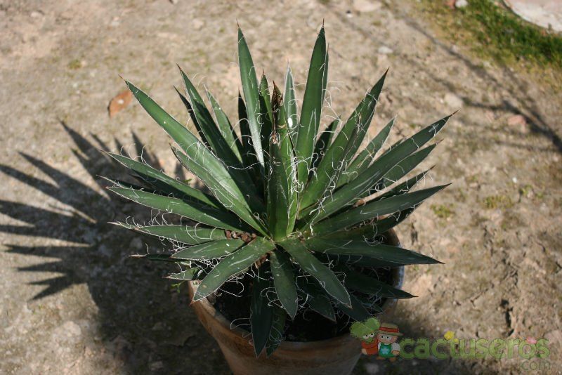 Una foto de Agave schidigera