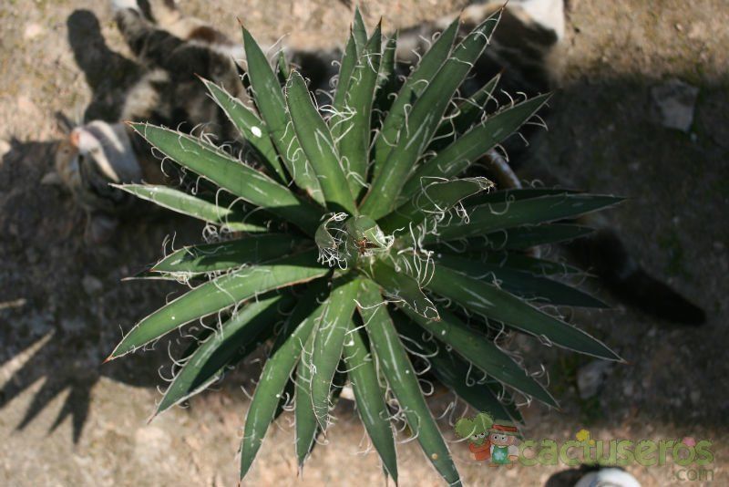Una foto de Agave schidigera
