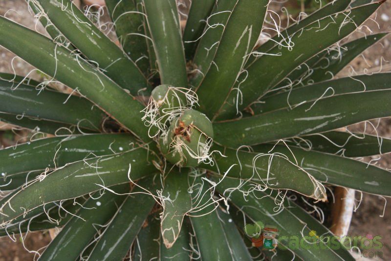 Una foto de Agave schidigera