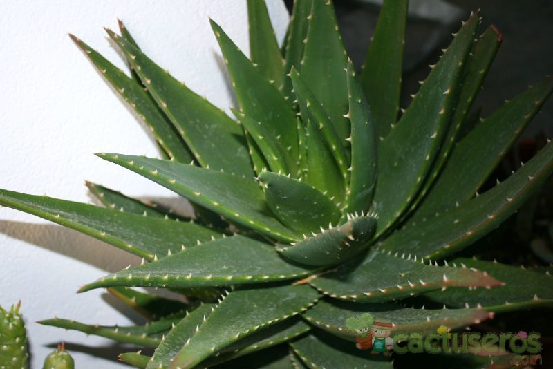 A photo of Aloe perfoliata 