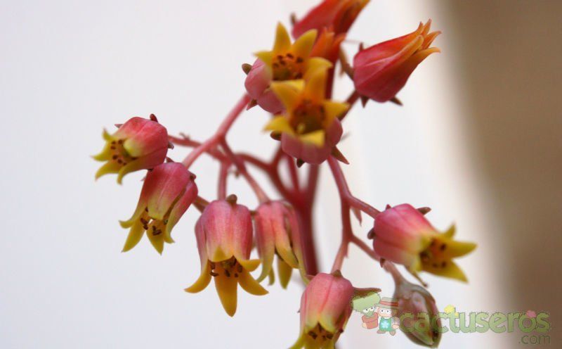 A photo of Echeveria agavoides 