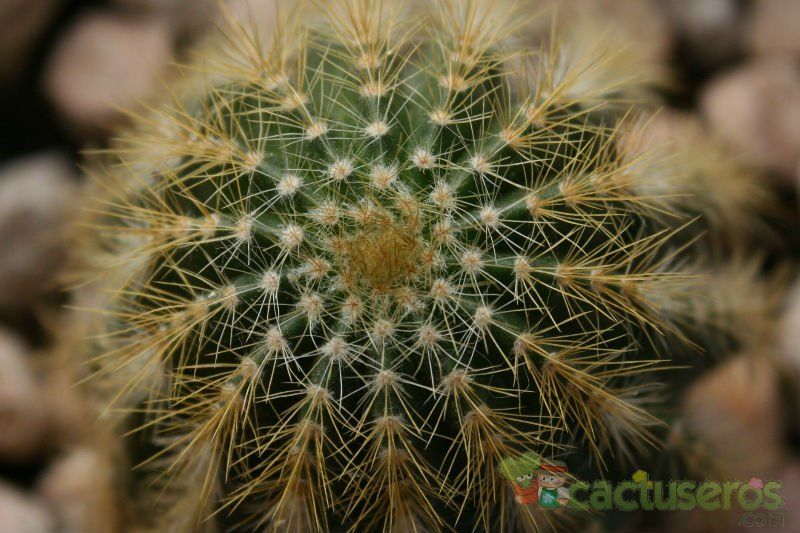 Una foto de Eriocactus schumannianus ssp. claviceps