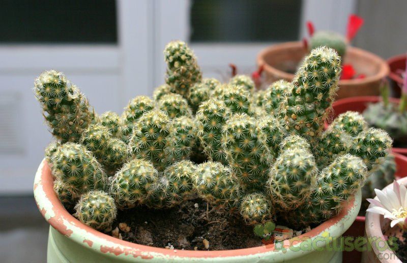 A photo of Mammillaria elongata