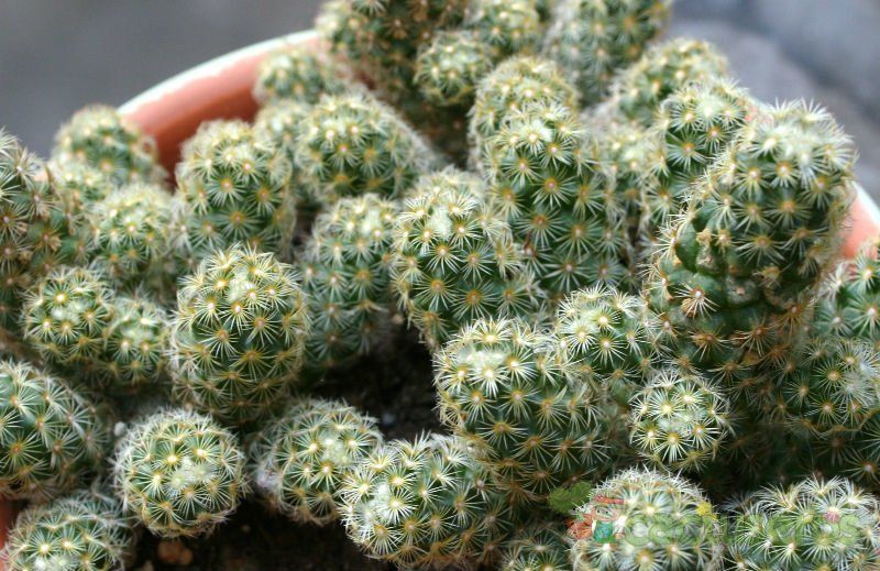 A photo of Mammillaria elongata