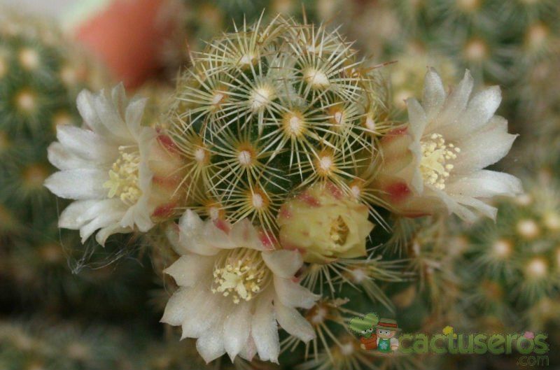 A photo of Mammillaria elongata