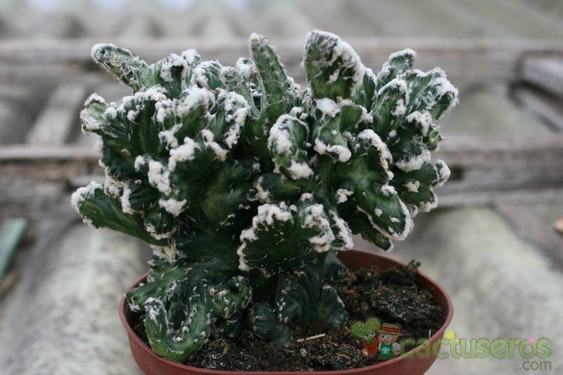 Una foto de Cereus spegazzinii fma. crestada