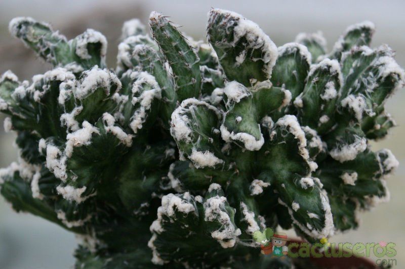Una foto de Cereus spegazzinii fma. crestada