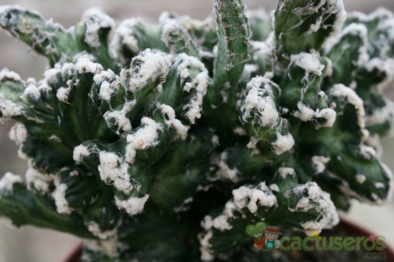 Una foto de Cereus spegazzinii fma. crestada