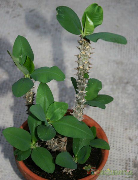 A photo of Euphorbia milii var. splendens