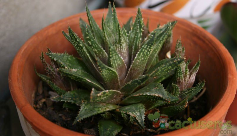 Una foto de Haworthia reticulata var. reticulata