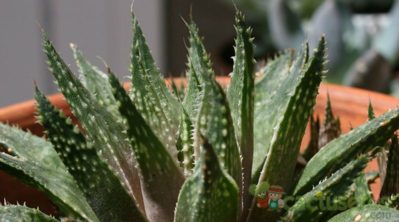Una foto de Haworthia reticulata var. reticulata