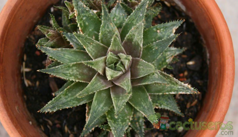 Una foto de Haworthia reticulata var. reticulata