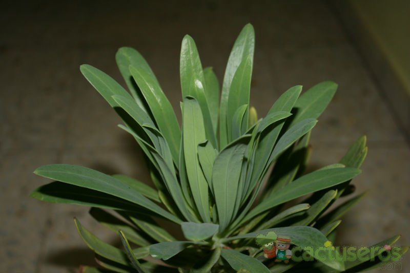Una foto de Kleinia neriifolia