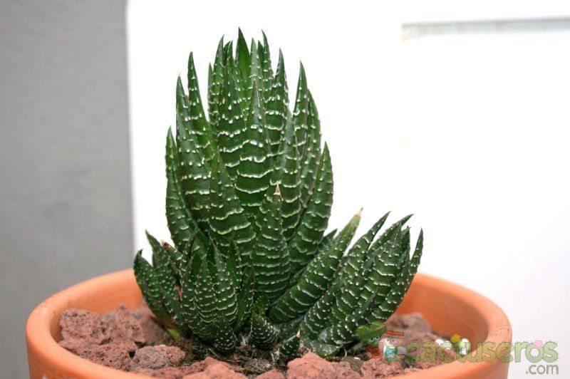 A photo of Haworthia reinwardtii