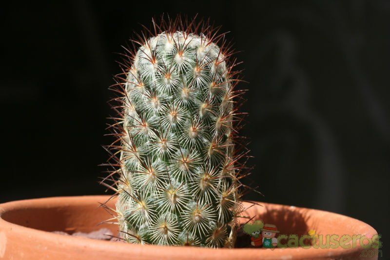 A photo of Mammillaria microhelia