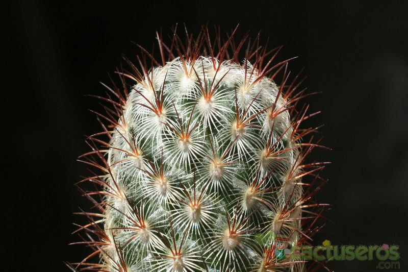 A photo of Mammillaria microhelia