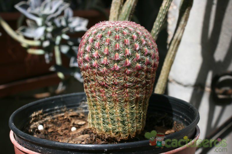 Una foto de Echinocereus rigidissimus ssp. rubispinus