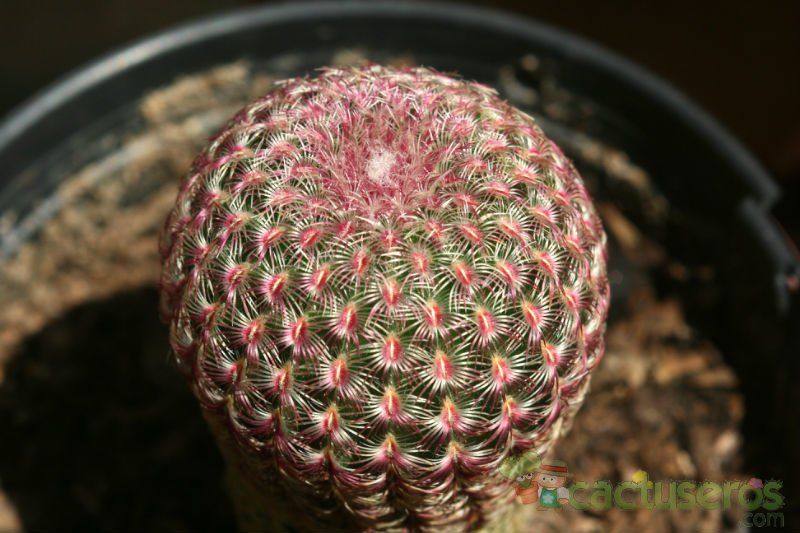 Una foto de Echinocereus rigidissimus ssp. rubispinus