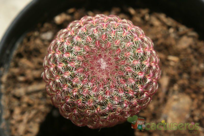 Una foto de Echinocereus rigidissimus ssp. rubispinus