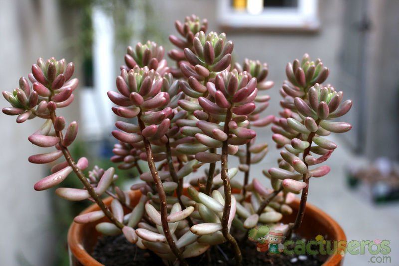 A photo of Sedum rubrotinctum cv. aurora
