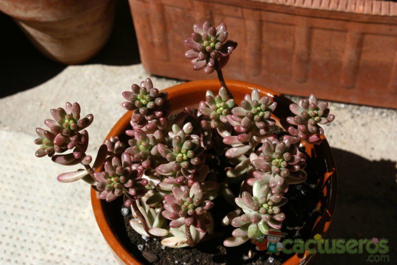 A photo of Sedum rubrotinctum cv. aurora