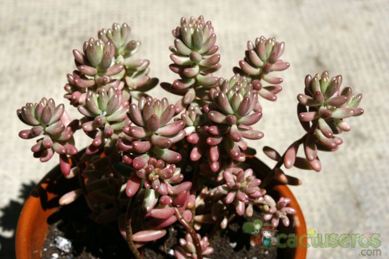 A photo of Sedum rubrotinctum cv. aurora