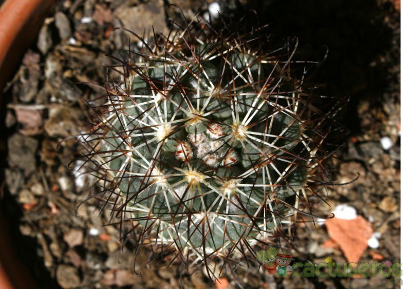 A photo of Mammillaria schumannii