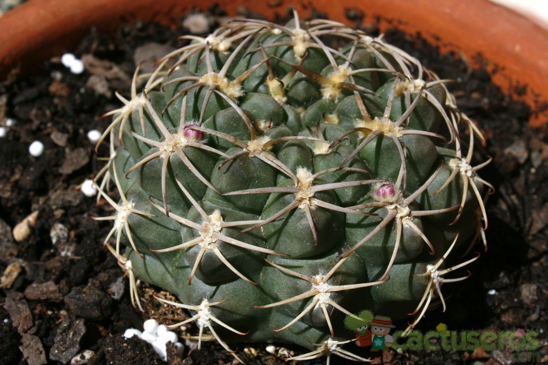 A photo of Gymnocalycium marsoneri
