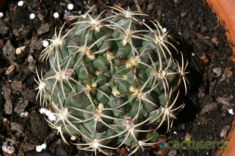 A photo of Gymnocalycium marsoneri