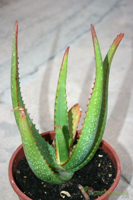 A photo of Aloe microstigma  