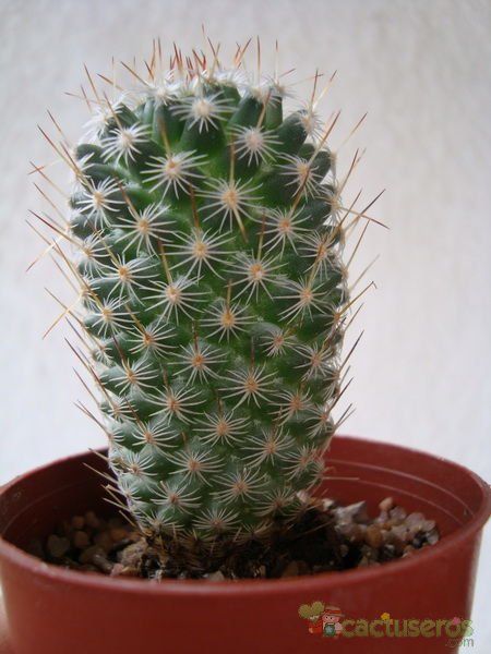 Una foto de Mammillaria haageana ssp. elegans