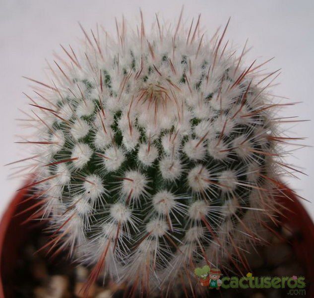 A photo of Parodia scopa