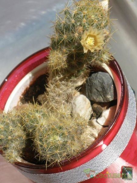 Una foto de Mammillaria prolifera ssp. multiceps