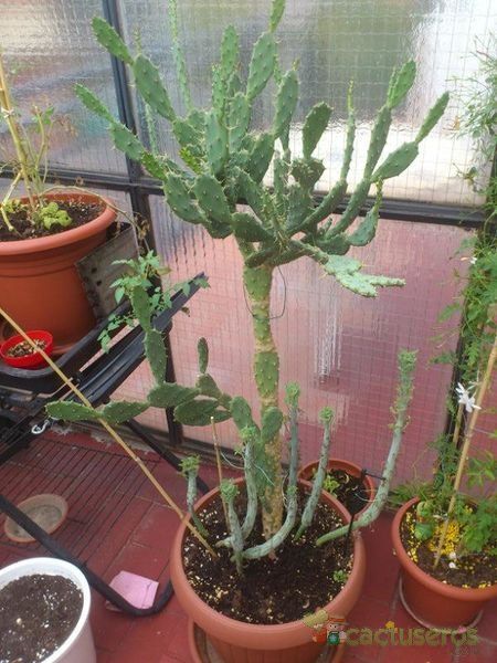 A photo of Opuntia auberi