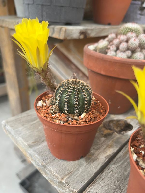 Foto de un cactus que se está identificando actualmente