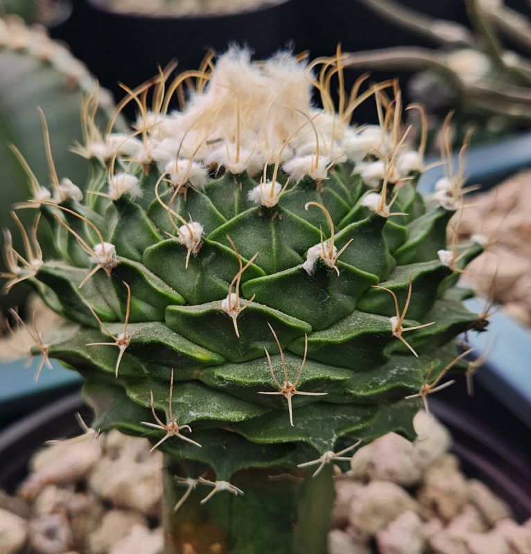 Foto de un cactus que se está identificando actualmente