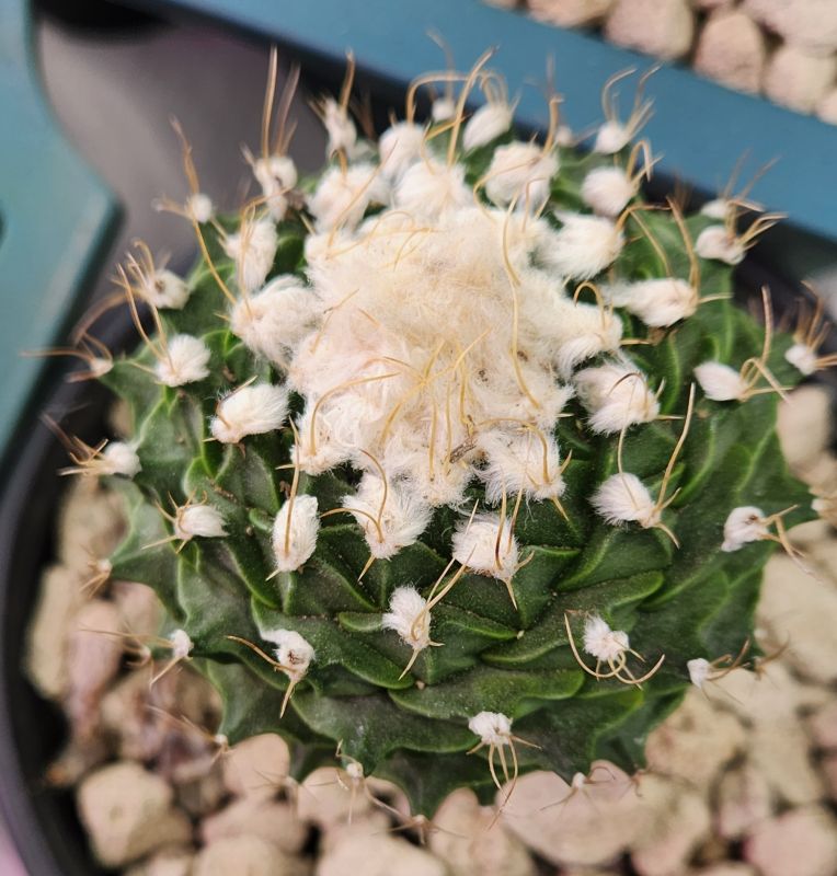 Foto de un cactus que se está identificando actualmente