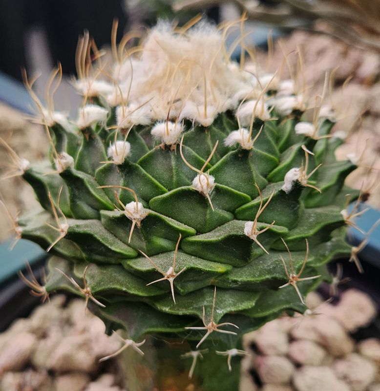 Foto de un cactus que se está identificando actualmente