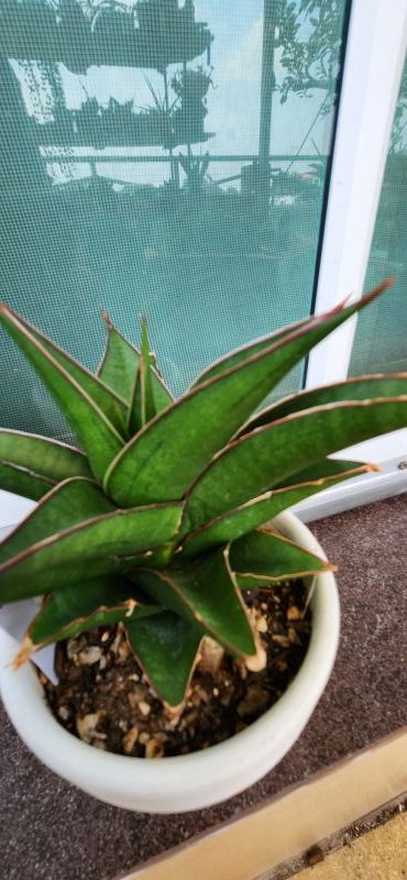 Foto de un cactus que se está identificando actualmente