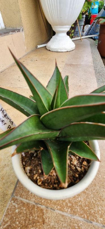 Foto de un cactus que se está identificando actualmente