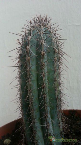 A photo of Pilosocereus tweedyanus