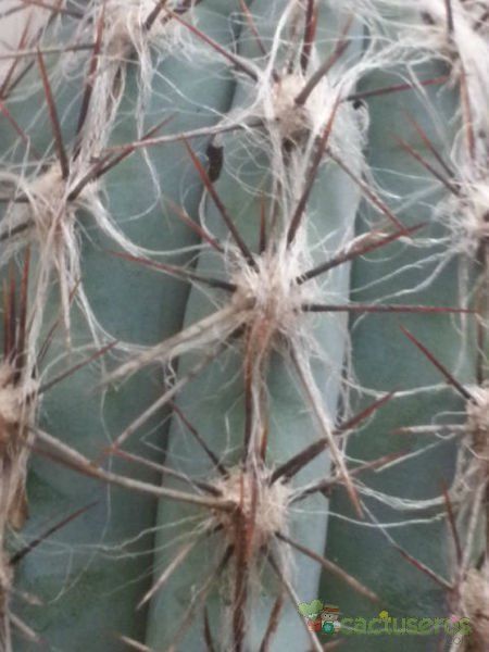 A photo of Pilosocereus tweedyanus