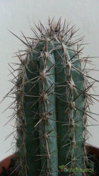 A photo of Pilosocereus tweedyanus