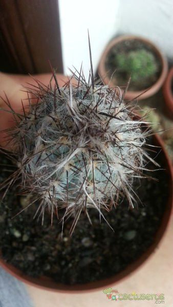 A photo of Pilosocereus tweedyanus