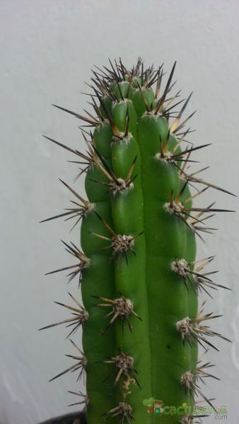 Una foto de Cereus diffusus