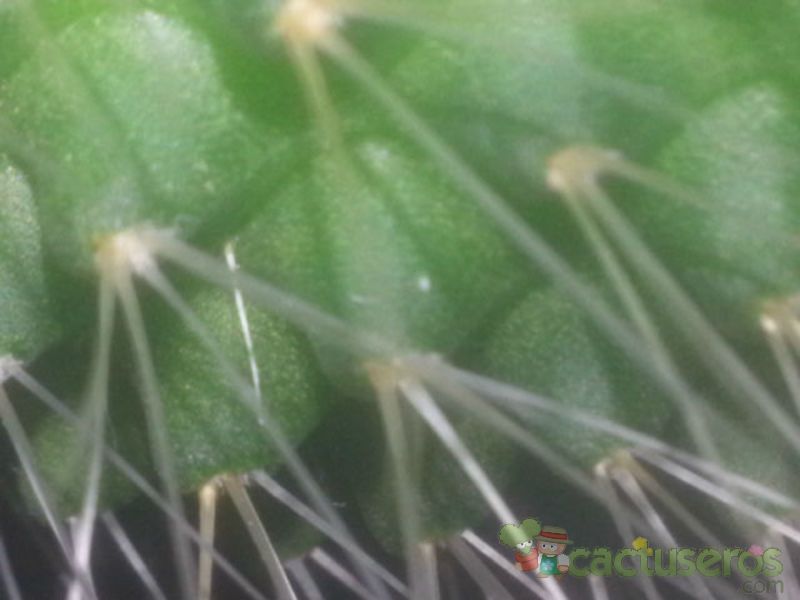 Una foto de Mammillaria spinosissima fma. unpico