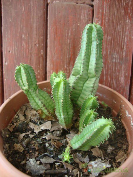 A photo of Euphorbia jansenvillensis 