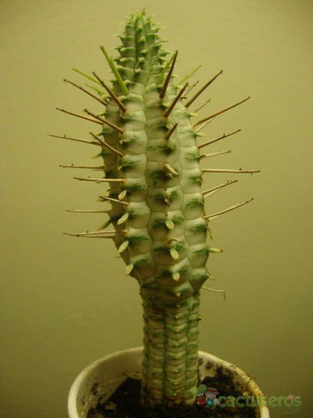 Una foto de Euphorbia mammillaris fma. variegada