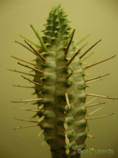 Una foto de Euphorbia mammillaris fma. variegada