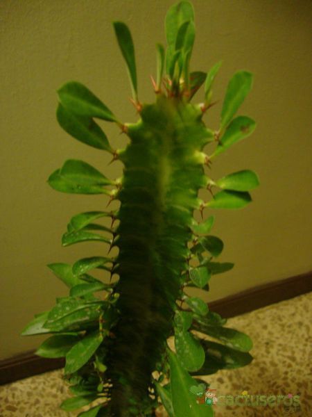 Una foto de Euphorbia trigona